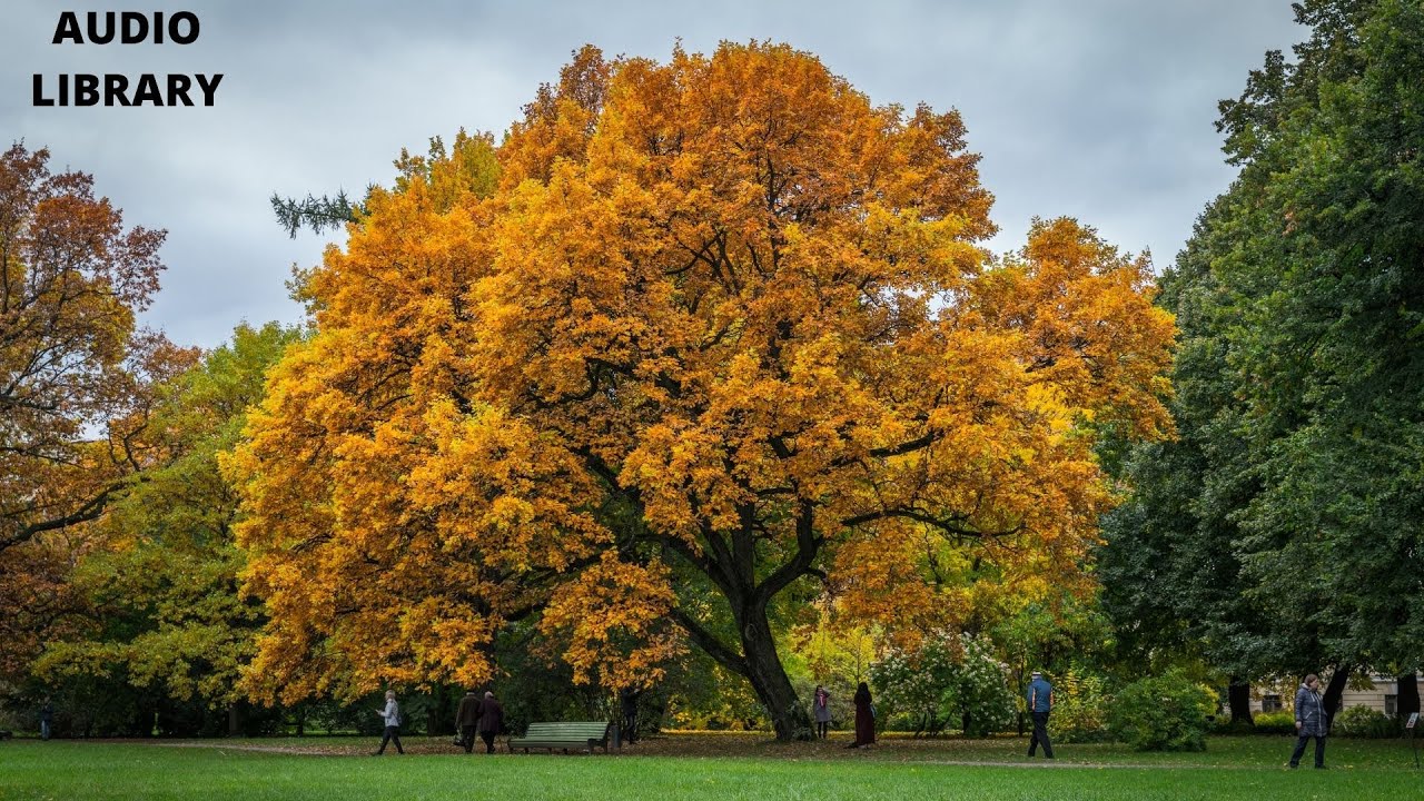 Peace of  Life--Autumn moonrise [Audio Library Release] | Free Copyright-safe Music