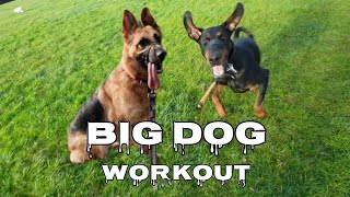 Doberman Vs German Shepherd • Big Dog Fitness Challenge by Pawsonal Pet Care 259 views 6 months ago 7 minutes, 14 seconds