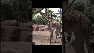 giraffe