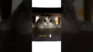 퐁력적인 고앵이 얼굴 구도