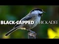 Black-capped Chickadee | The Most Liked Bird by Many