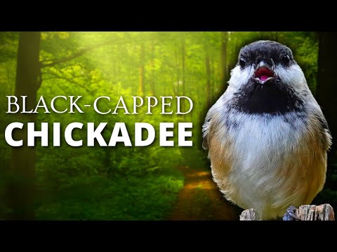 Video: Di mana chickadee bertopi hitam bersarang?