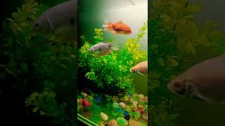 shorts amazing fish ? ? aquarium shorts subscribe subscriber