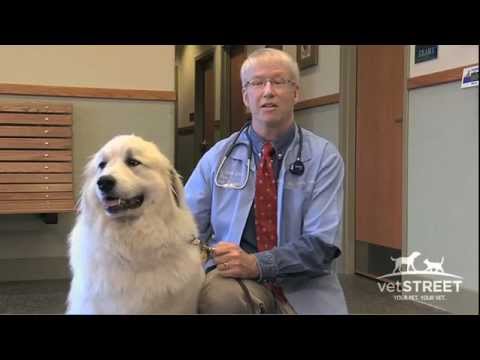 Video: 5 grunde pleje er afgørende for din hunds sundhed