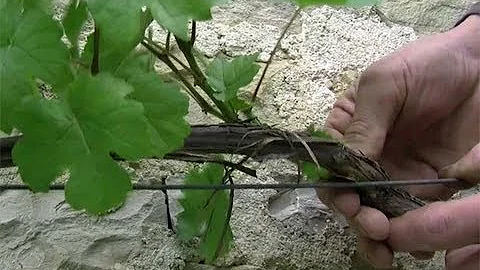 Quand et comment tailler la vigne en treille ?