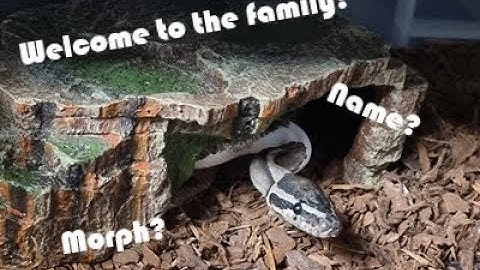 Axanthic Pied Python Pick Up