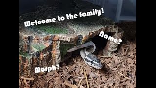 Axanthic Pied Python Pick Up