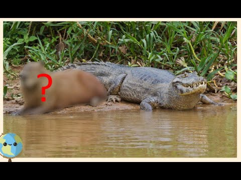 Videó: Krokodil kölykök: érdekes tények