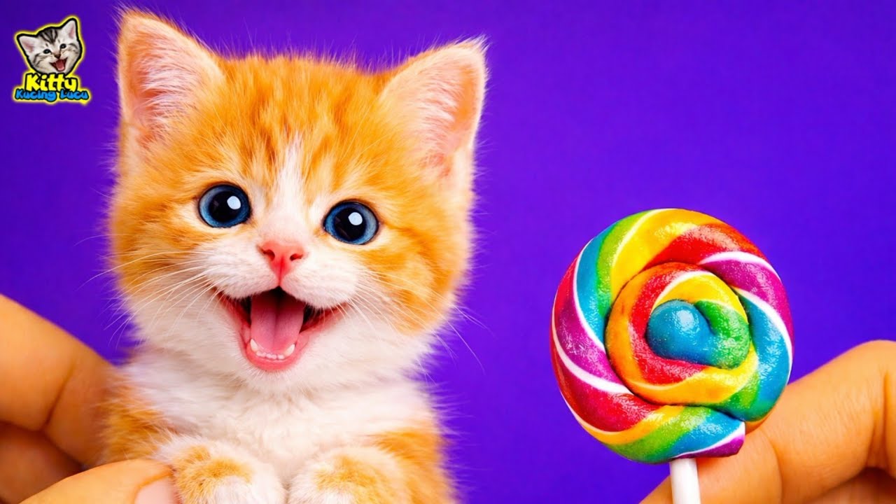 EEE A ENGKOL... Kucing Lucu Nyanyi Gemes Banget 😻💖