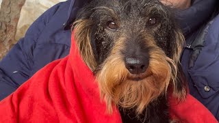 A happy rainy day for a cute dachshund ❤ #TeddyTheDachshund