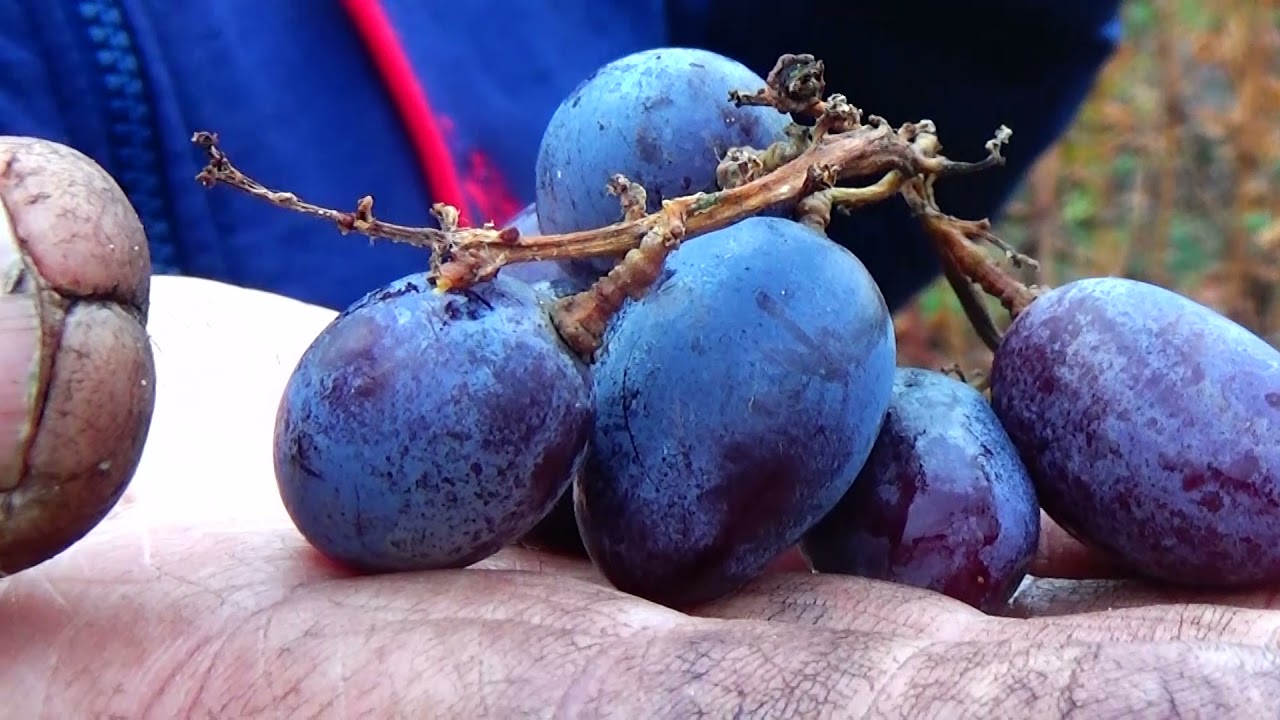 ЮТАЛ и Киевский арочный - неукрывные  кишмиши 3-го класса В.М. Калугина.