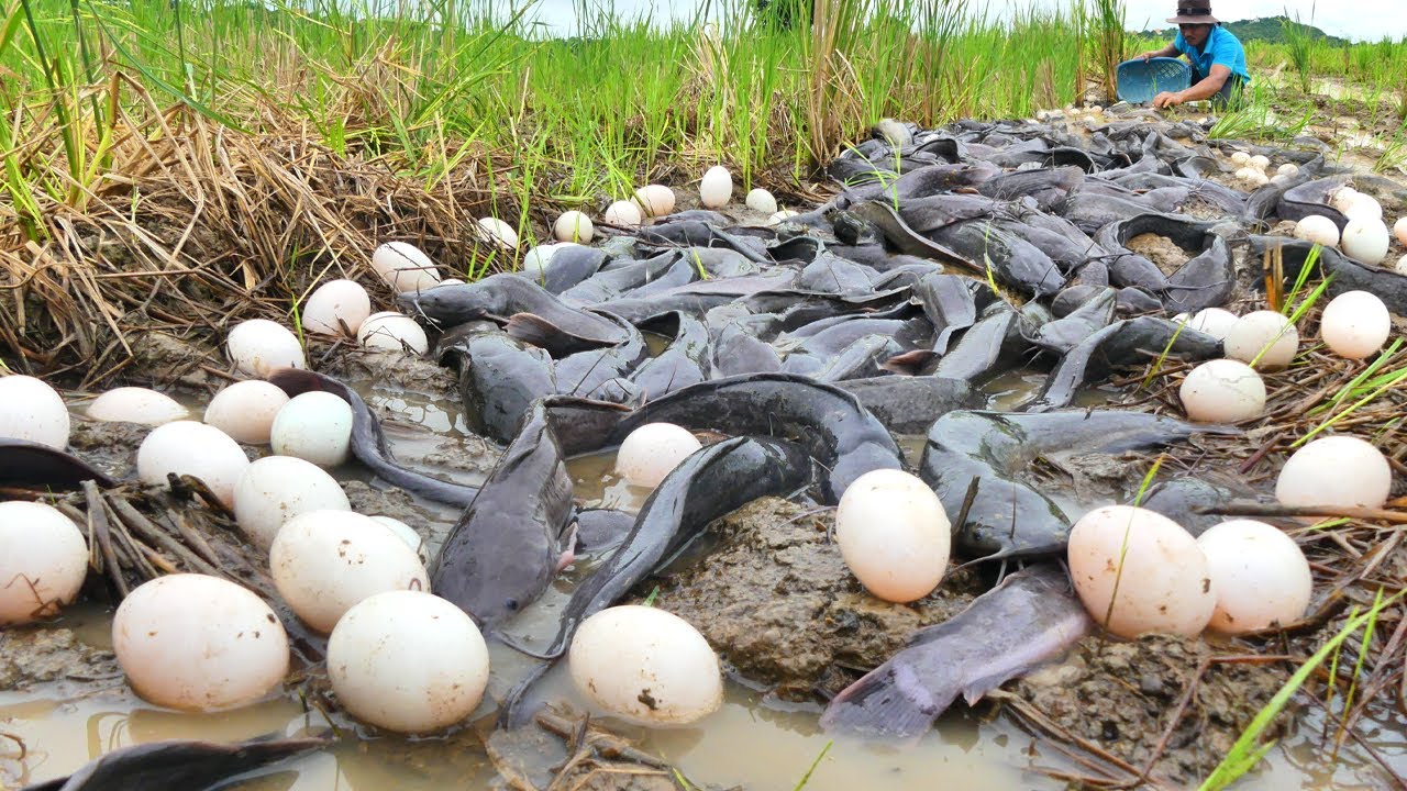 Top Fishing Skill ! NSANE Catfish and Duck Eggs Harvest in Muddy Field 😱 Thousands Everywhere!
