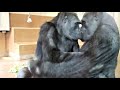 Kiyomasa bringing plenty of lettuce indoors and enjoying a relaxed breakfast. Gorilla, Shabani.