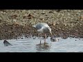Seagull devouring salmon, in 4:3 open gate, Metabones, phase-detection autofocus