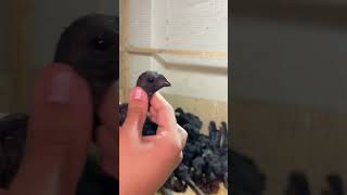 black chickens video black heel babys chicken .Mini Zoo RYK 🥰🐓🐣🐤🐥😍#youtubeshorts #birds # subscribe