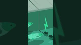 صيد الاسماك باستخدام الكهرباء 😱