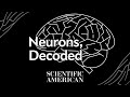 Decoded: You have 86 billion of them inside you, but what are neurons, really?