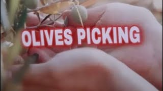 PICKING OLIVES IN THE GARDEN/PAROS GREECE