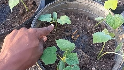 how to transplant on grow cucumber in a 5-gallon container!!!?