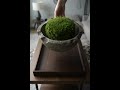 Bringing Nature Indoors #coffeetable  #shorts
