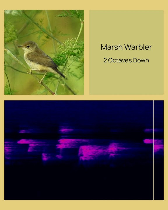 Marsh Warbler, normal speed and then 2 octaves down #ornithology