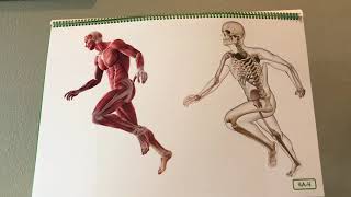 Lesson 4: Organs