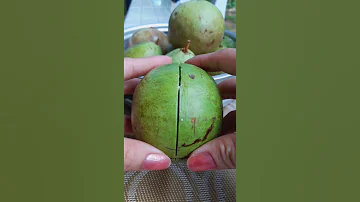 STAR Apple ( Caimito )  #shorts