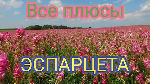 ЭСПАРЦЕТ как МЕДОНОС, СИДЕРАТ, КОРМ ДЛЯ ЖИВОТНЫХ. Доступные медоносы. АРТУРА&ПАСЕКА.