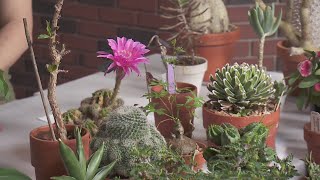 Plant Daddy Tips from the Cactus Succulent Society of Chicago