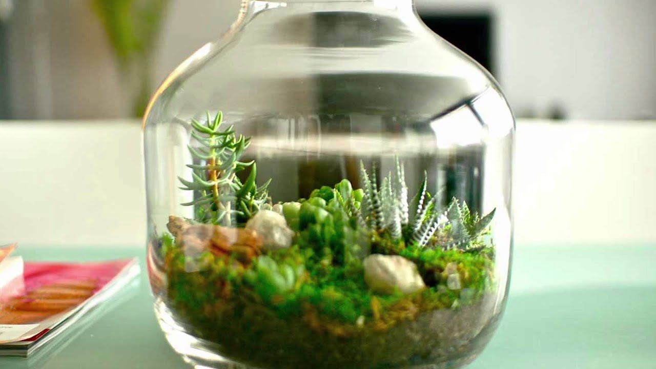 Ecosystem In Bottle Only Watered Once In 50 Years - YouTube