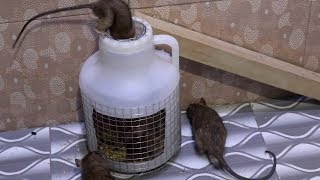 Mouse Trap Can | Rat Trap Water Can | Best Mouse Trap