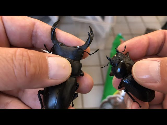 ホームセンターで買える物だけで国産オオクワガタの産卵セットを組む