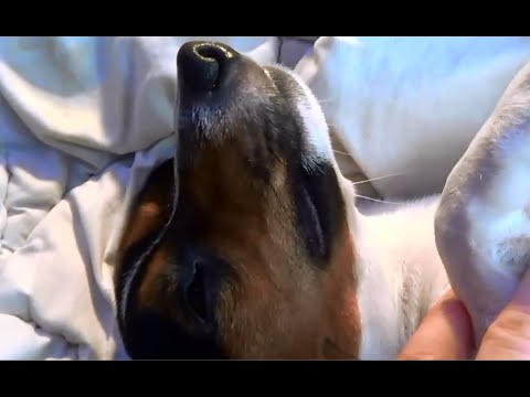 Video: Was sind die Schnurrhaare von Hunden?