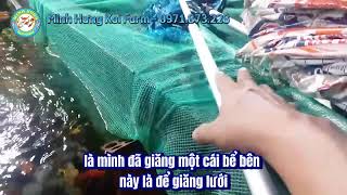 Vi Sinh Mhkf 6 In 1 - Minh Hưng Koi Farm