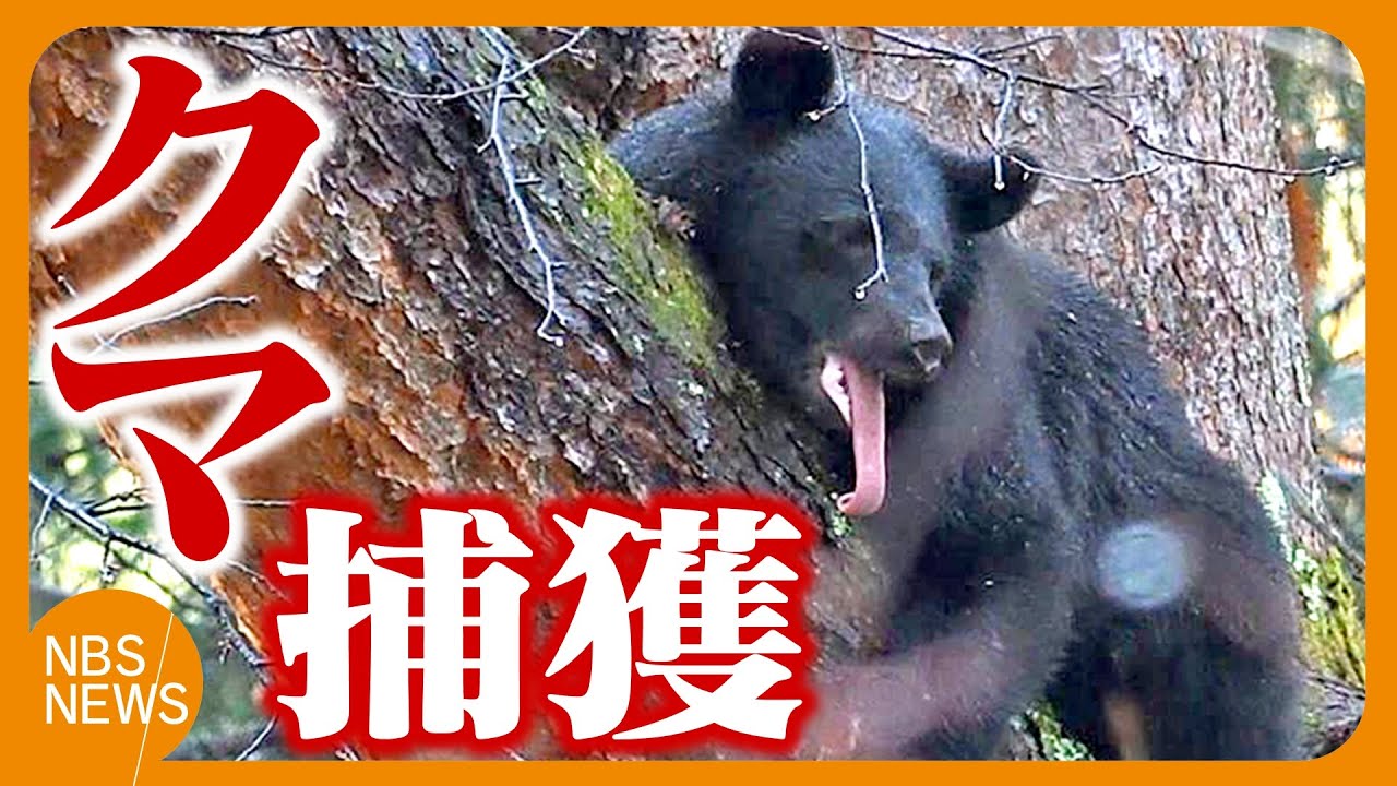 Bear found near hotel captured and released into the mountains