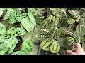 Shopping for succulents at Alsip Home and Garden Center and Home Depot, Exciting new succulents!