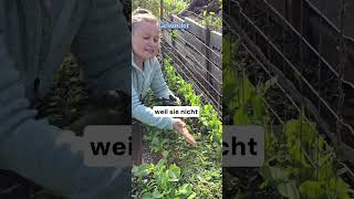 Darum brauchen Erbsen unbedingt eine Rankhilfe