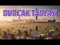 Burçak Tarlası - Anatolian Rock &amp; Psychedelic