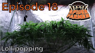 Spider Farmer Lollipopping, Week 2 Flower - Ep. 18