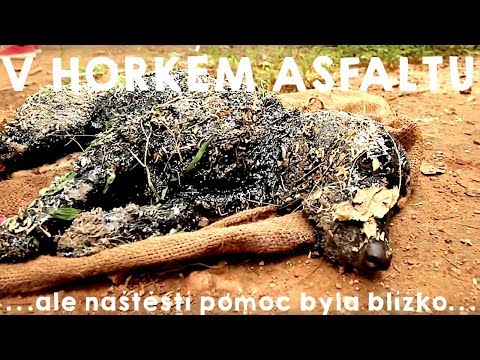 Video: Jak Pomoci Domácím Zvířatům Vyrovnat Se S Horkem