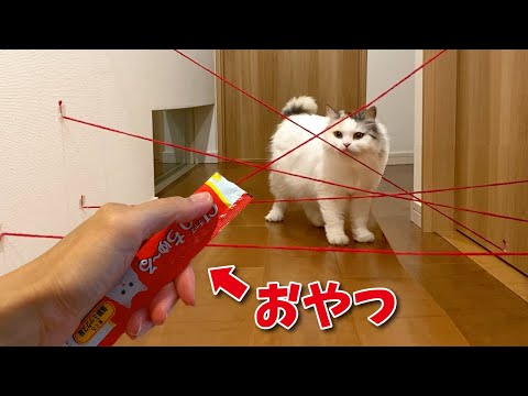 しゃべる猫がセキュリティシステムを突破しました【ちゅーるチャレンジ】