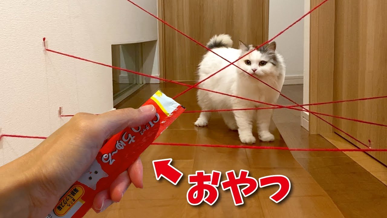 しゃべる猫がセキュリティシステムを突破しました ちゅーるチャレンジ 動物 犬 猫 他色々 まとめ動画