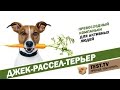 TEST.TV: Джек-рассел-терьер  собака из фильма "Маска".