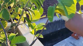 Tips membungakan dan membuahkan Srikaya Jumbo