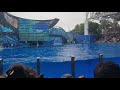 Whale Show Splash