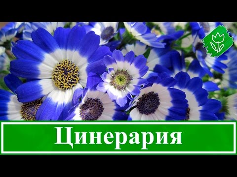 Цветы цинерария – выращивание из семян, посадка и уход