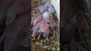 #MassahAllah#beautiful java chiks different colors in box 🎁 or in ✋👌#viralvideo #fypシ゚viral #views