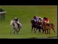 Desert Orchid