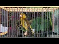 Mixto Jilguero canto limpio la copia malaga _ mule goldfinch (hybrid) singing for training songs