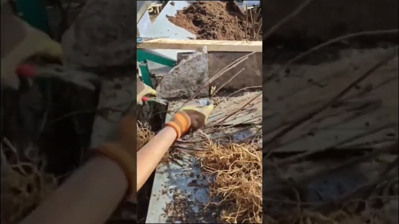 Работа техники SIDTECH, в питомнике «Грин Парк» 